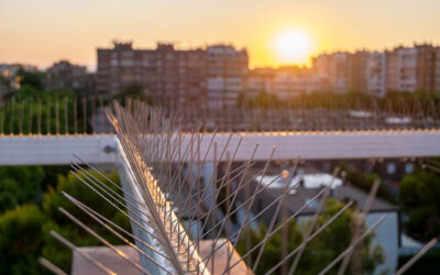 Bird Spikes – Are They a Safe Solution for Protecting Solar Panels?