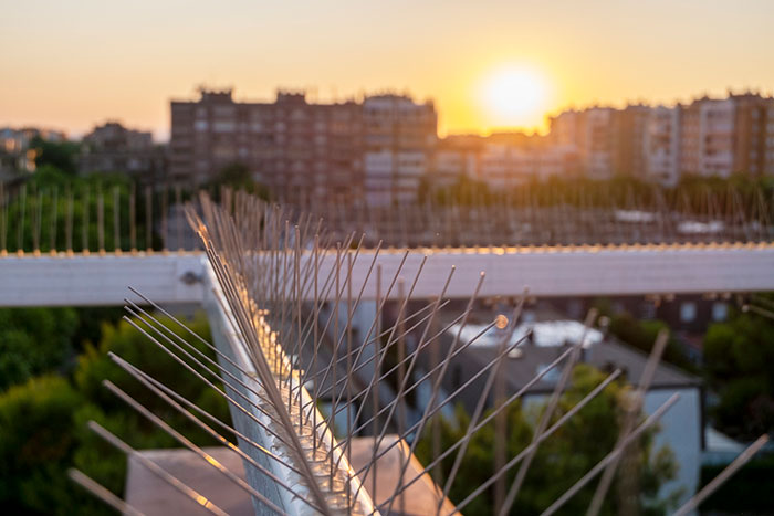 Bird Spikes – Are They a Safe Solution for Protecting Solar Panels?