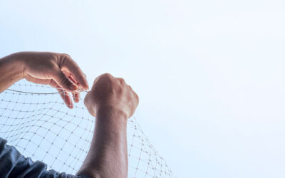 Bird Proofing Mesh – The Key to Protecting Your Solar Panels and Property