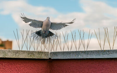 Bird Spikes – A Smart Way to Protect Your Solar Panels