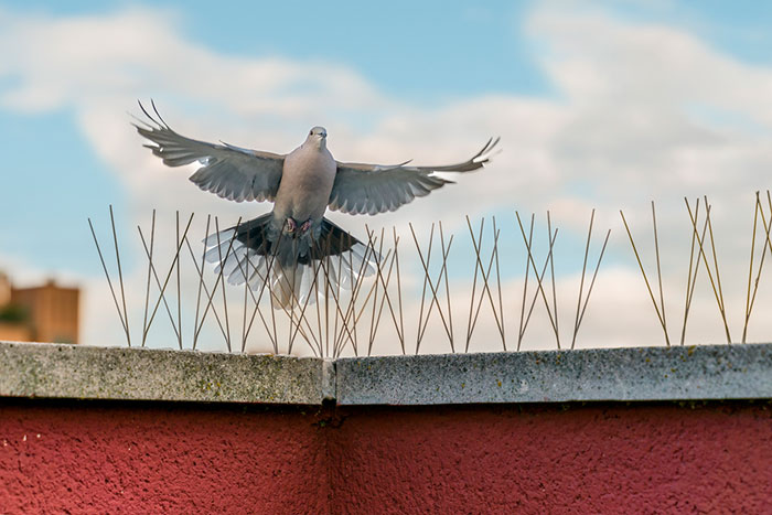 Bird Spikes – A Smart Way to Protect Your Solar Panels