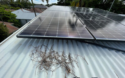 Why Birds Nest Under Solar Panels
