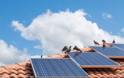 Solar Panel Bird Damage – The species to watch and safe solutions you can use to protect your panels.
