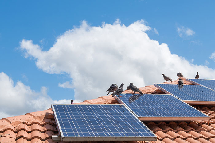 Solar Panel Bird Damage – The species to watch and safe solutions you can use to protect your panels.