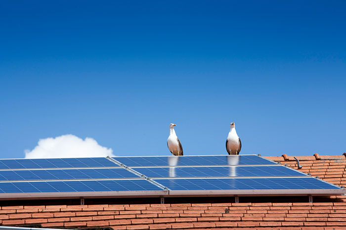 Can a Bird Deterrent System Protect More Than Just Solar Panels?