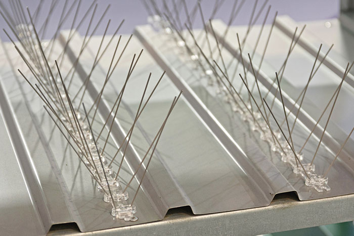 Stainless Steel Vs Plastic Bird Spikes – Which Should You Choose?